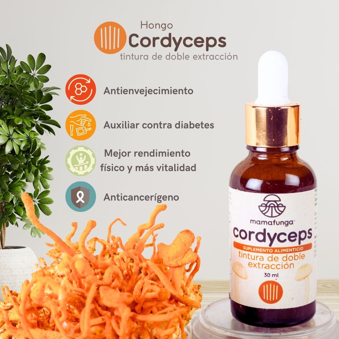 Cordyceps